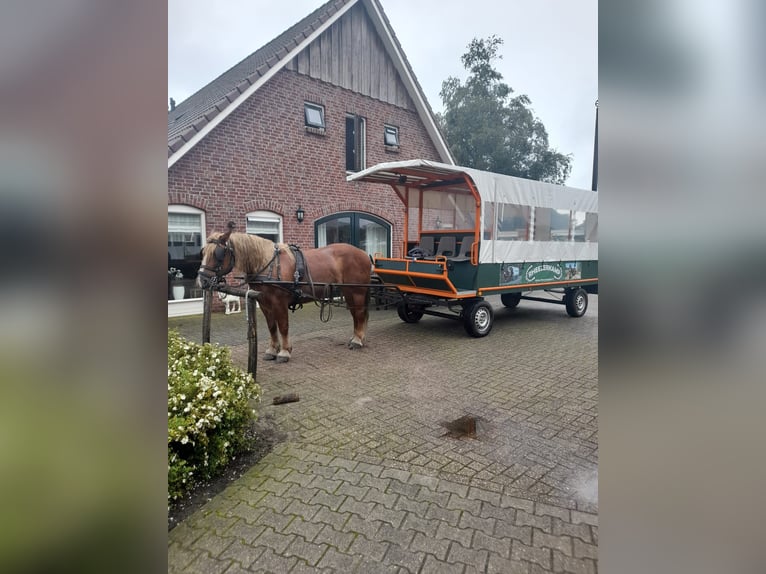 Percheron Mare 13 years 15,2 hh Brown in Rheeze