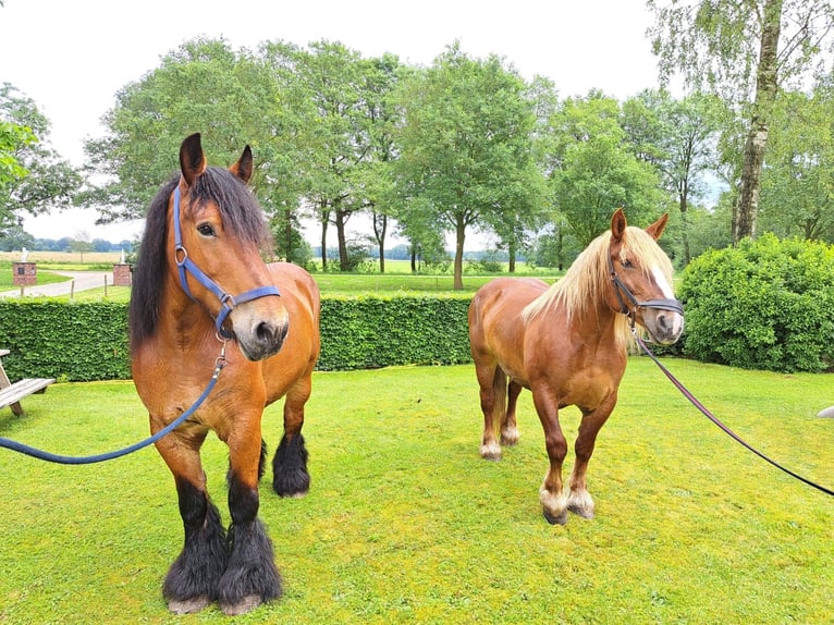 Percheron Mare 13 years 15,2 hh Brown in Rheeze