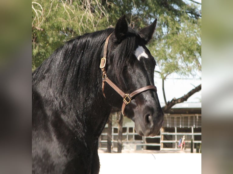 Percheron Mix Mare 13 years 15.3 hh Black in Marana