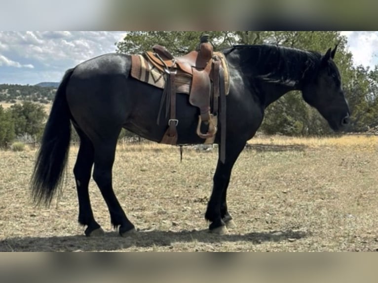 Percheron Mix Mare 13 years 15.3 hh Black in Marana