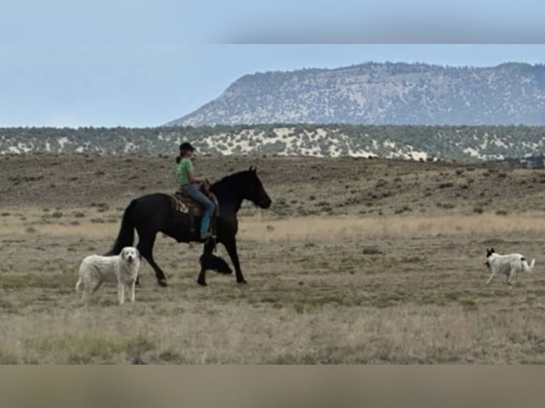 Percheron Mix Mare 13 years 15.3 hh Black in Marana