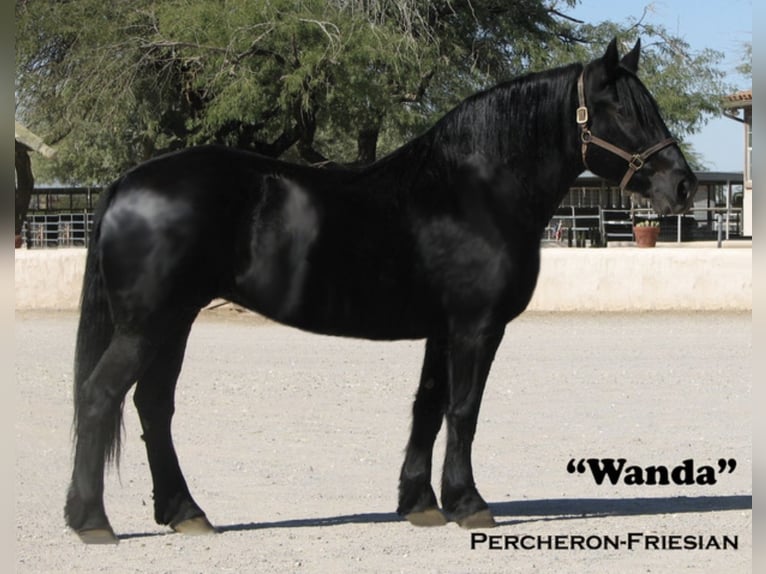 Percheron Mix Mare 13 years 15,3 hh Black in Marana