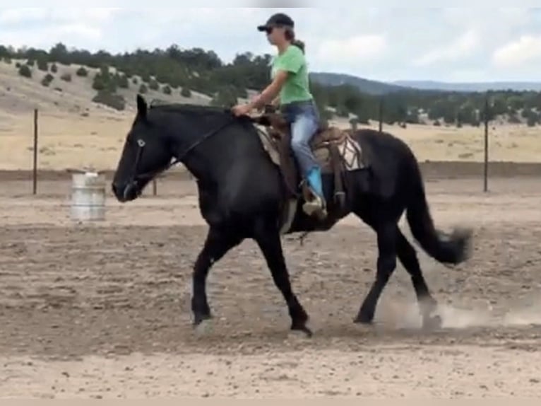 Percheron Mix Mare 13 years 15,3 hh Black in Marana