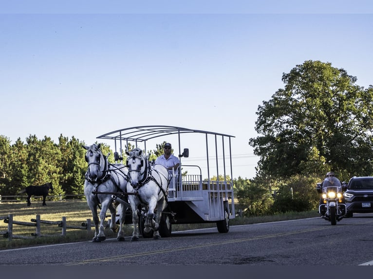 Percheron Mare 13 years 16,3 hh Gray in Nevis, MN