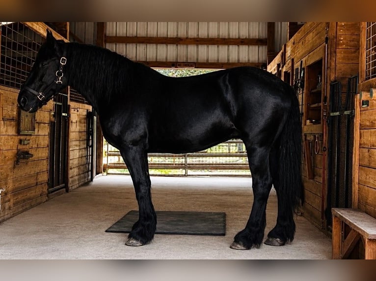 Percheron Mare 13 years 16 hh Black in Land O Lakes