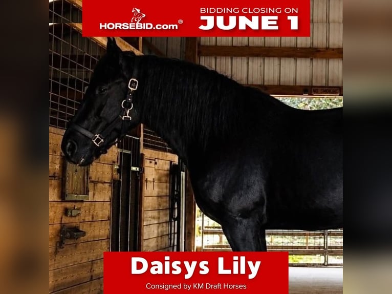Percheron Mare 13 years 16 hh Black in Land O Lakes