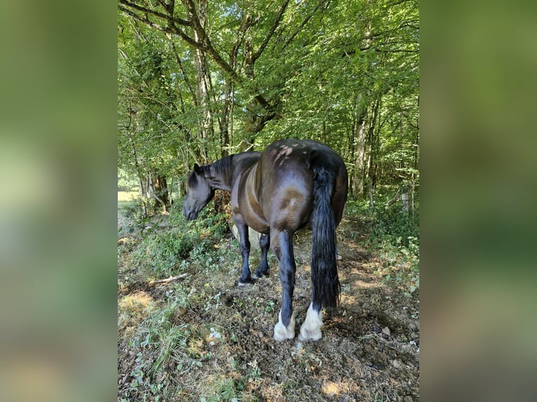 Percheron Mare 14 years 17 hh Black in Meuzac