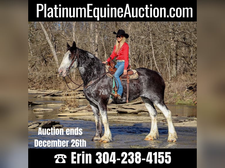 Percheron Mare 14 years 17 hh Black in Flemingsburg, KY