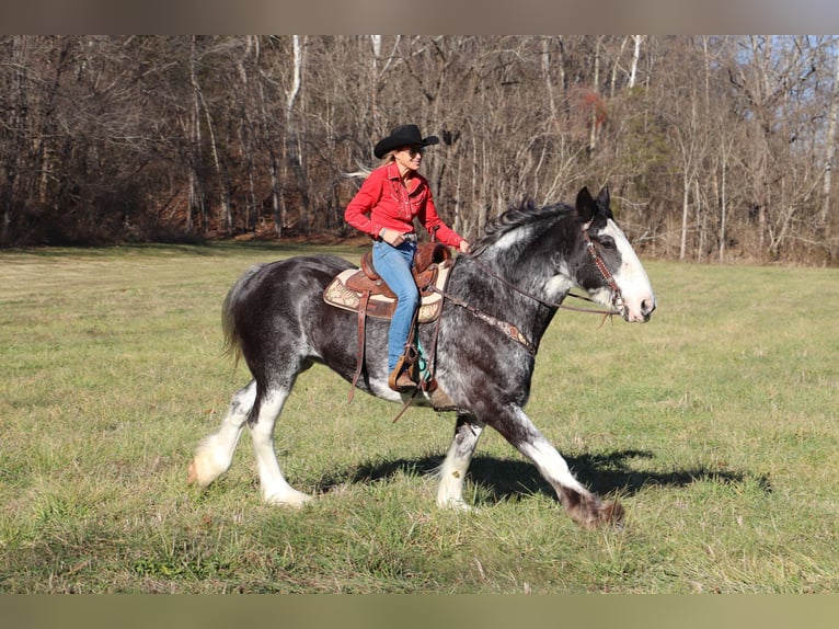 Percheron Mare 14 years 17 hh Black in Flemingsburg, KY