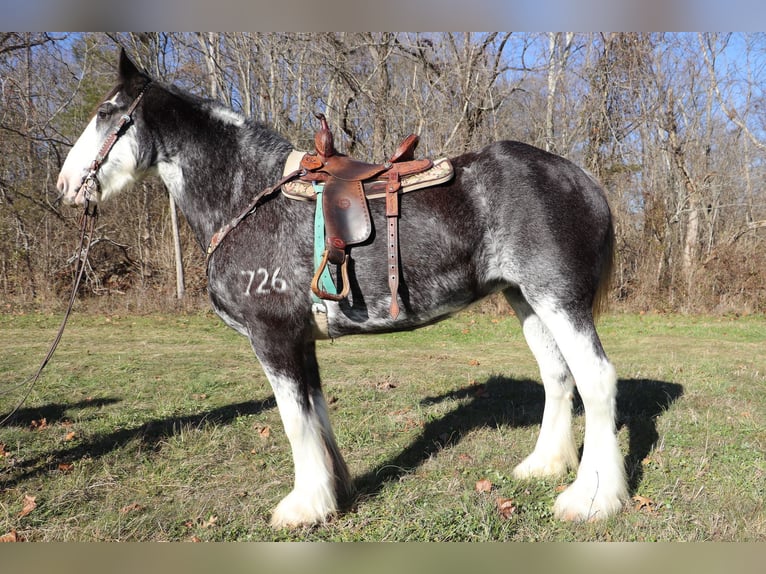 Percheron Mare 14 years 17 hh Black in Flemingsburg, KY