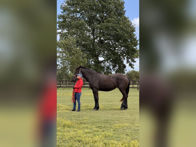 Percheron Mare 2 years 16.3 hh Black in Orne