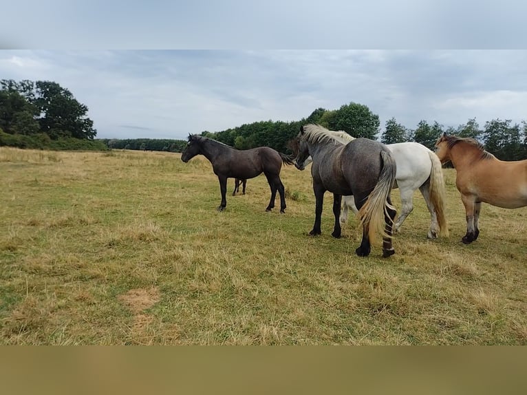 Percheron Mare 2 years 17 hh in Waren Müritz