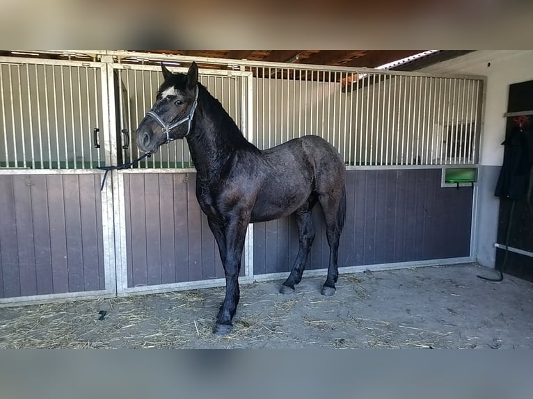 Percheron Mare 2 years 17 hh in Waren Müritz