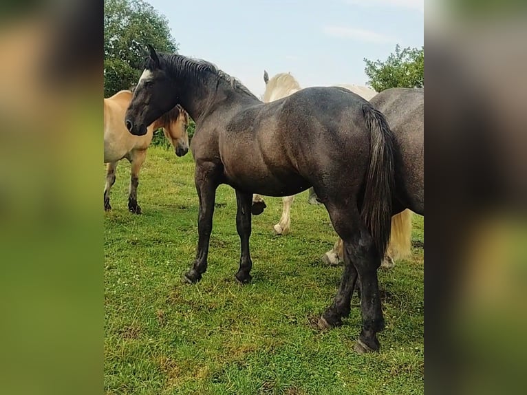 Percheron Mare 2 years 17 hh in Waren Müritz