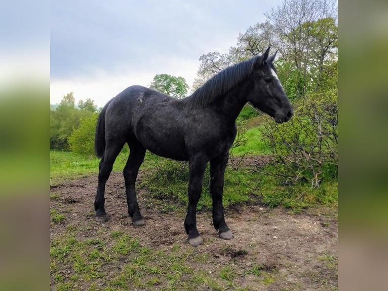 Percheron Mare 2 years 17 hh in Waren Müritz