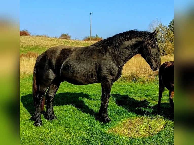 Percheron Mare 2 years 17 hh in Waren Müritz