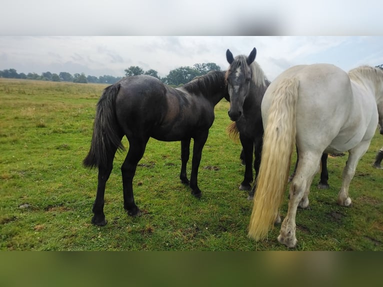 Percheron Mare 2 years 17 hh in Waren Müritz