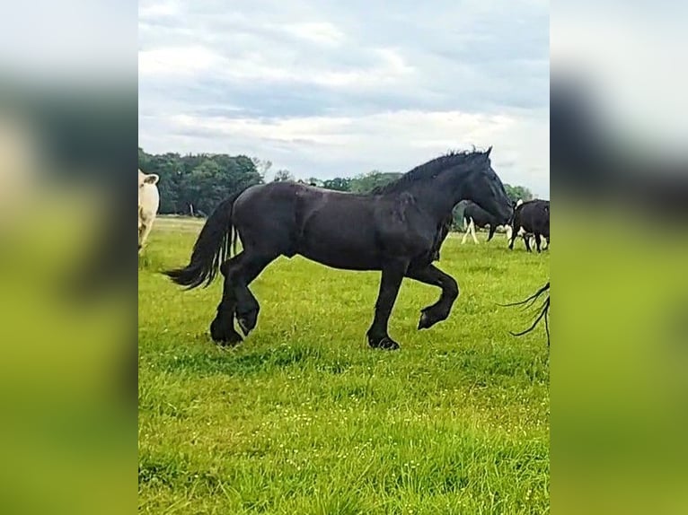 Percheron Mare 2 years 17 hh in Waren Müritz