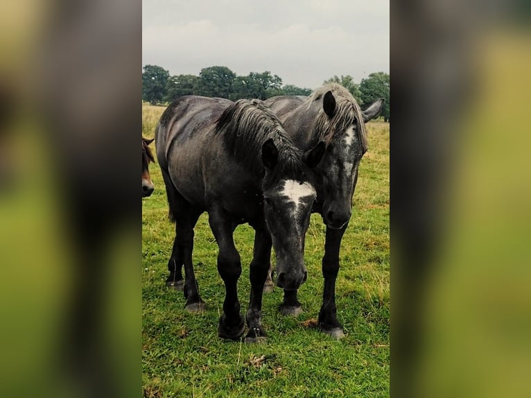 Percheron Mare 2 years 17 hh in Waren Müritz