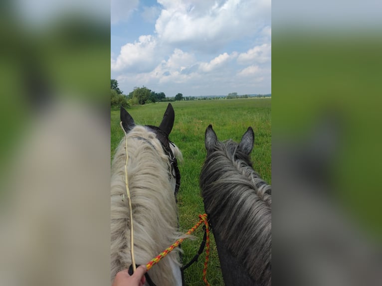 Percheron Mare 2 years 17 hh in Waren Müritz