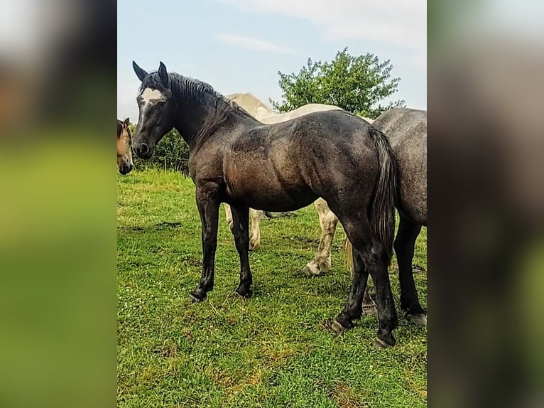 Percheron Mare 2 years 17 hh in Waren Müritz