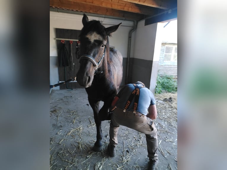 Percheron Mare 2 years 17 hh in Waren Müritz