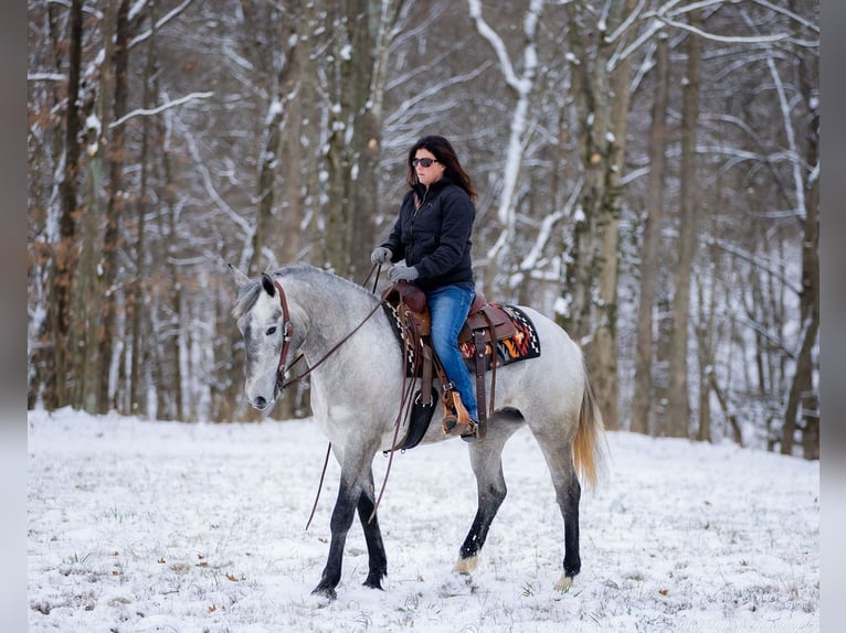 Percheron Mix Mare 3 years 15,2 hh Gray in Auburn, KY