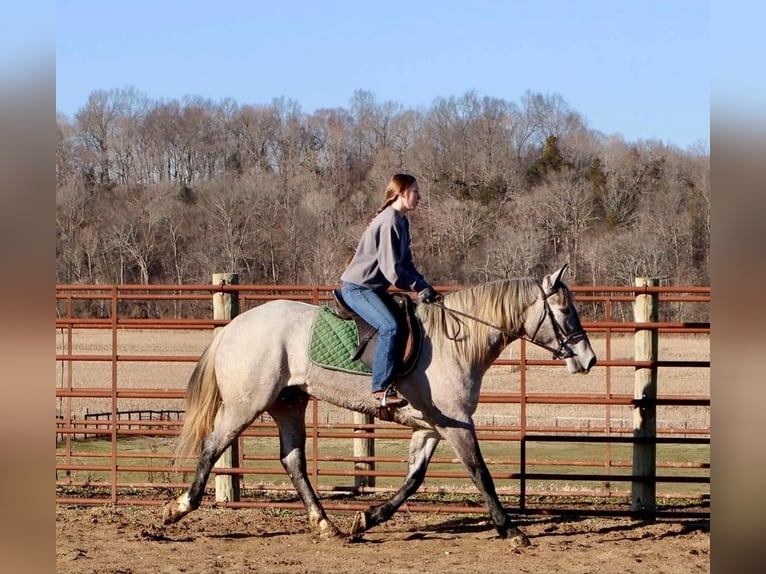 Percheron Mix Mare 3 years 15,2 hh Gray in Auburn, KY