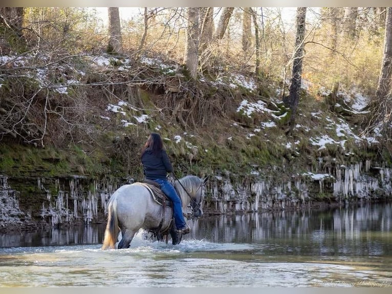 Percheron Mix Mare 3 years 15,2 hh Gray in Auburn, KY