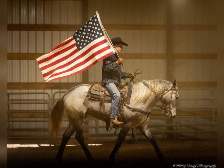 Percheron Mix Mare 3 years 15,2 hh Gray in Auburn, KY