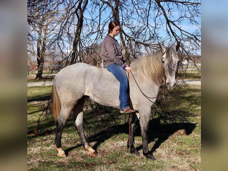 Percheron Mix Mare 3 years 15,2 hh Gray in Auburn, KY