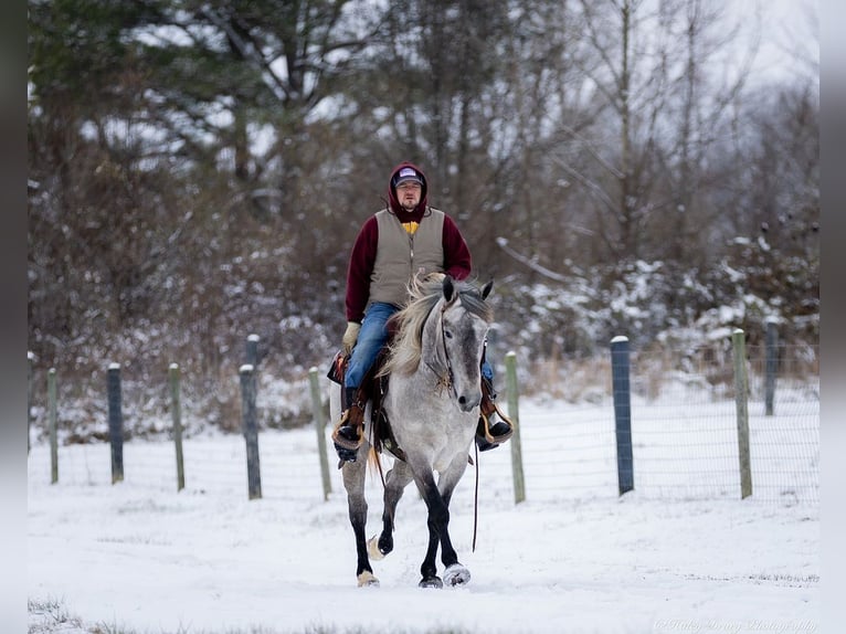 Percheron Mix Mare 3 years 15,2 hh Gray in Auburn, KY