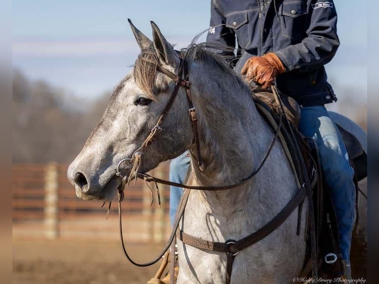 Percheron Mix Mare 3 years 15,2 hh Gray in Auburn, KY