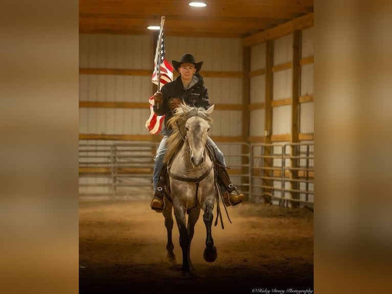 Percheron Mix Mare 3 years 15,2 hh Gray in Auburn, KY