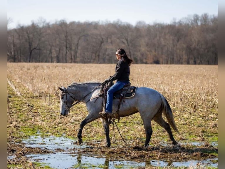 Percheron Mix Mare 3 years 15,2 hh Gray in Auburn, KY