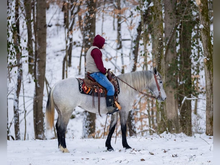 Percheron Mix Mare 3 years 15,2 hh Gray in Auburn, KY