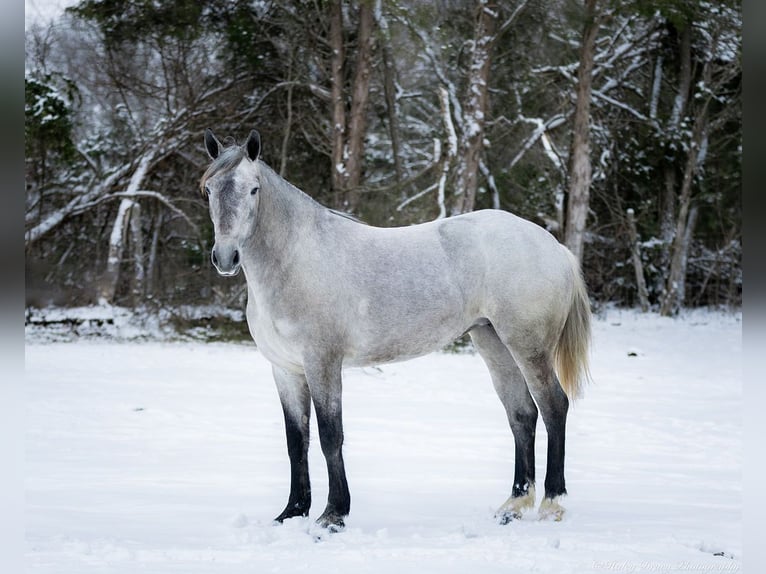 Percheron Mix Mare 3 years 15,2 hh Gray in Auburn, KY