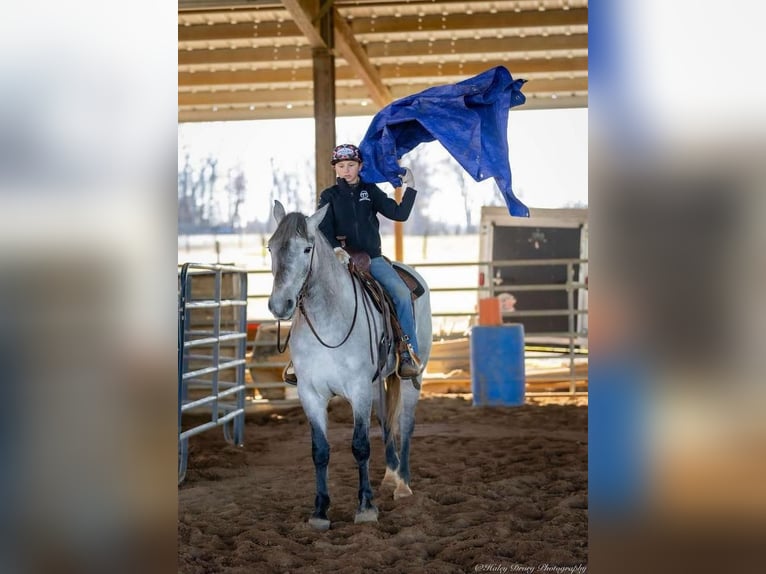 Percheron Mix Mare 3 years 15,2 hh Gray in Auburn, KY