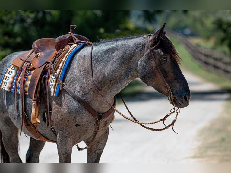 Percheron Mix Mare 3 years 15,2 hh Roan-Blue in Argyle, TX