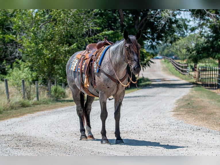 Percheron Mix Mare 3 years 15,2 hh Roan-Blue in Argyle, TX