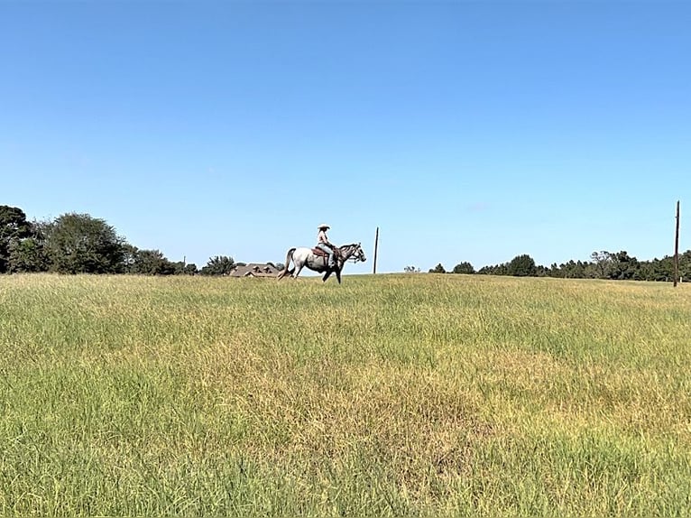 Percheron Mare 4 years 15,1 hh Gray-Dapple in New Summerfield