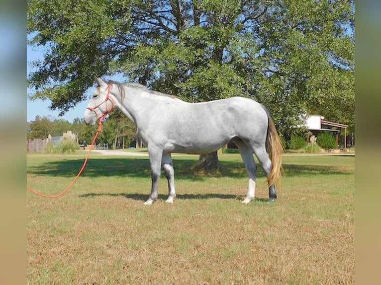 Percheron Mare 4 years 15,1 hh Gray-Dapple in New Summerfield