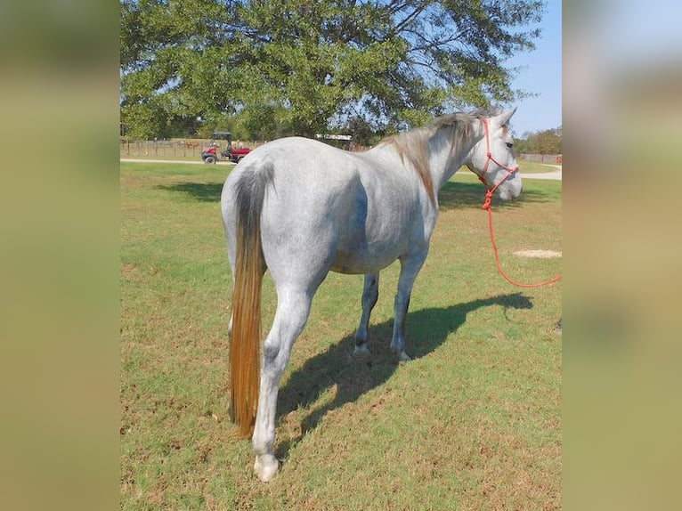 Percheron Mare 4 years 15,1 hh Gray-Dapple in New Summerfield