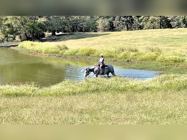 Percheron Mare 4 years 15,1 hh Gray-Dapple in New Summerfield