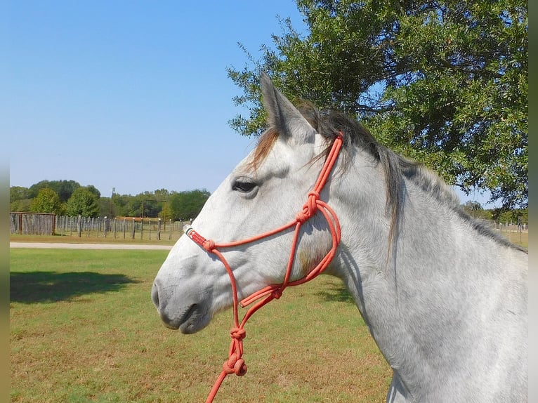 Percheron Mare 4 years 15,1 hh Gray-Dapple in New Summerfield