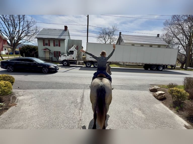 Percheron Mix Mare 4 years 15.2 hh Grey in Gap