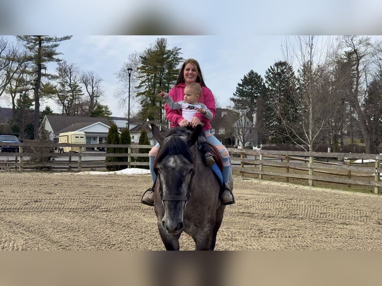 Percheron Mix Mare 4 years 15.2 hh Grey in Gap