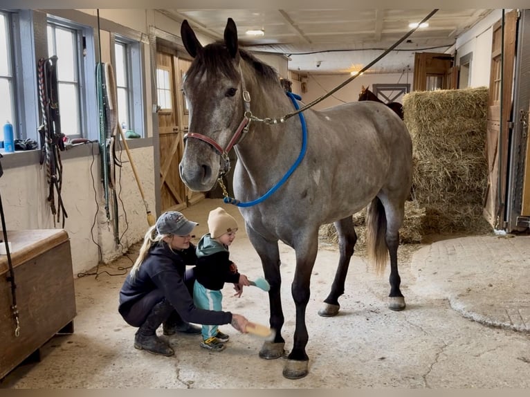 Percheron Mix Mare 4 years 15.2 hh Grey in Gap