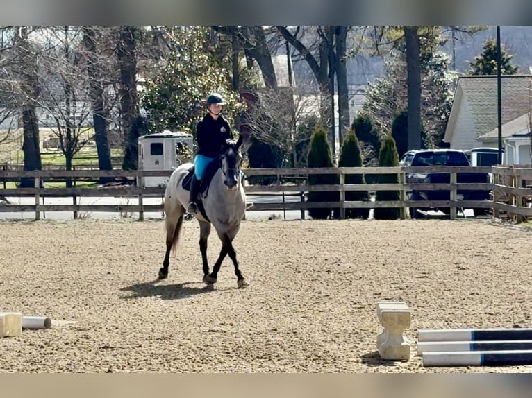Percheron Mix Mare 4 years 15.2 hh Grey in Gap