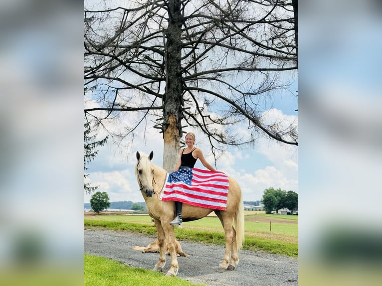 Percheron Mix Mare 4 years 15,2 hh Palomino in Gap